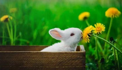 九游体育登录入口-英雄联盟 新版本平衡性调整，英雄联盟平衡机制